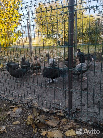 Индоутки тяжелой линии