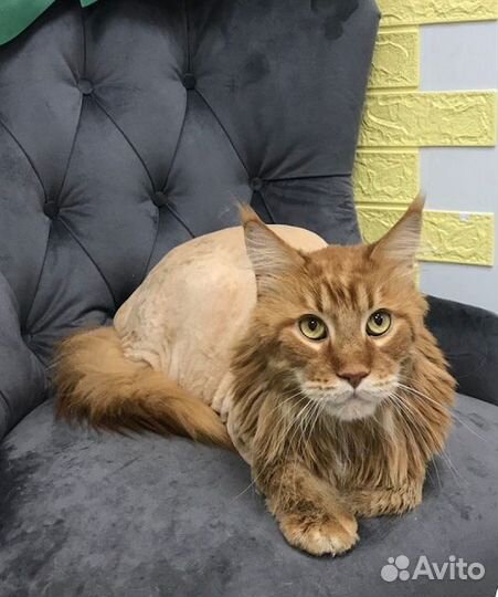 Груминг спец цена