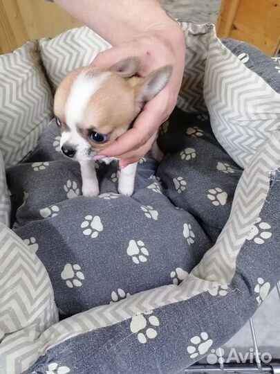 Щенки чихуахуа девочки