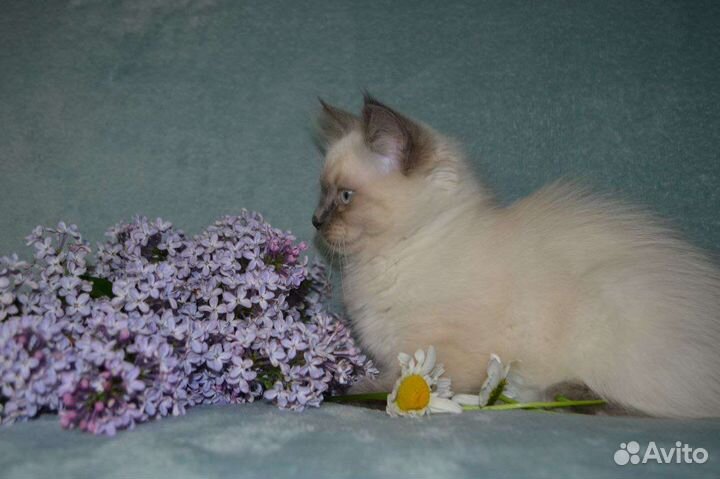 Невская маскарадная котята (девочка)