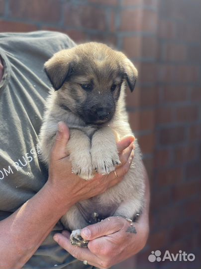 Шикарные малыши в дар