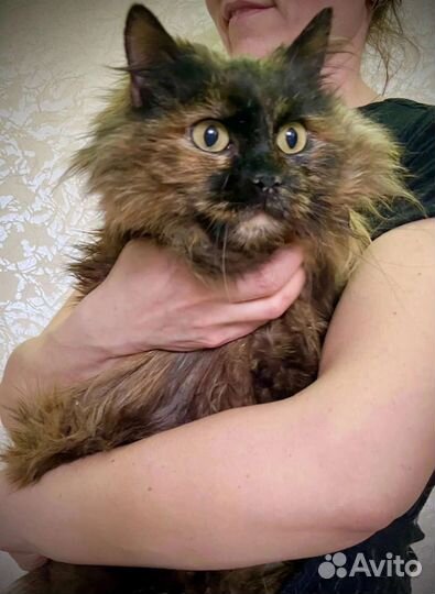 Кошки в добрые руки