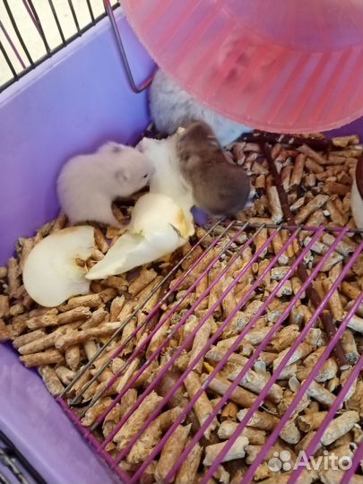 Сирийский хомяк малыши