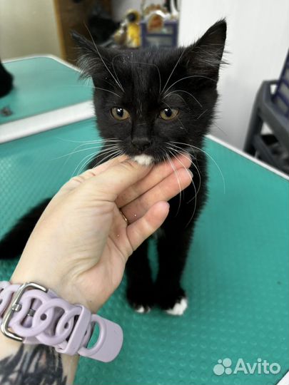 Отдам котенка в хорошие руки