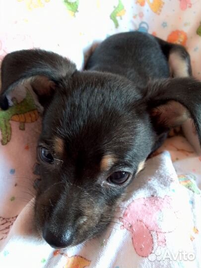 Мини Той-терьер - требуется хозяин