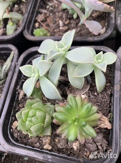Суккуленты, наборы, минисадики