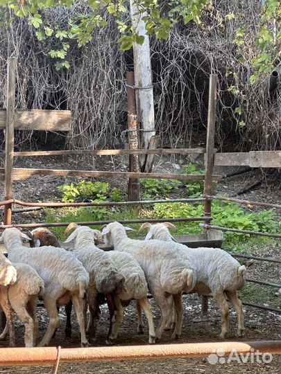 Овцы