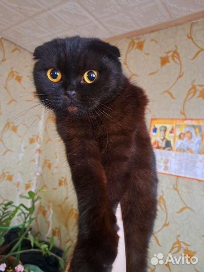 Шотландская