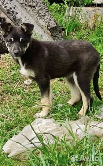 Спасти девочку