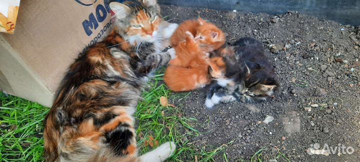 Котята мэйн кун