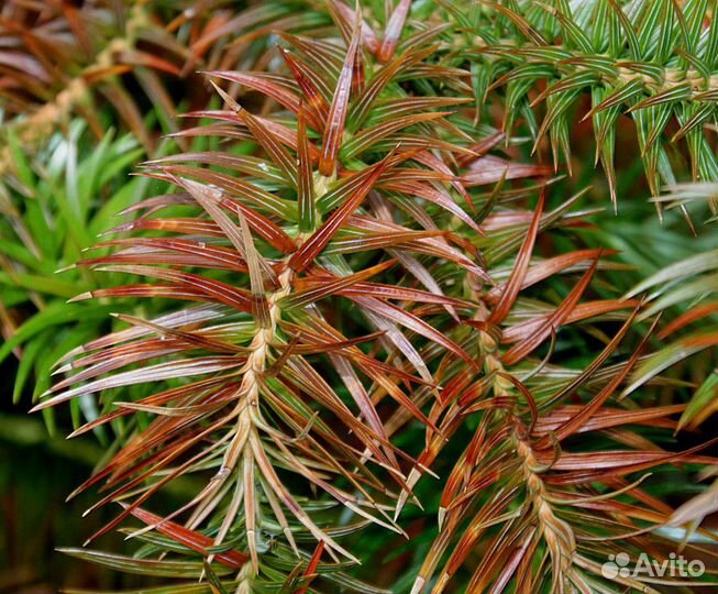 Куннингамия ланцетовидная, семена