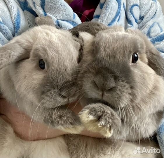 Передержка кроликов