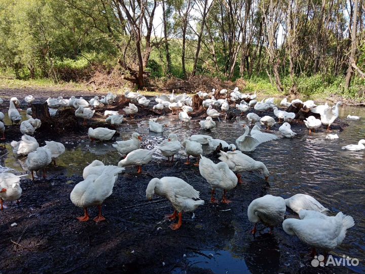 Гуси живьем и мясом(линда)