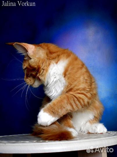 Мейн-кун Джалина