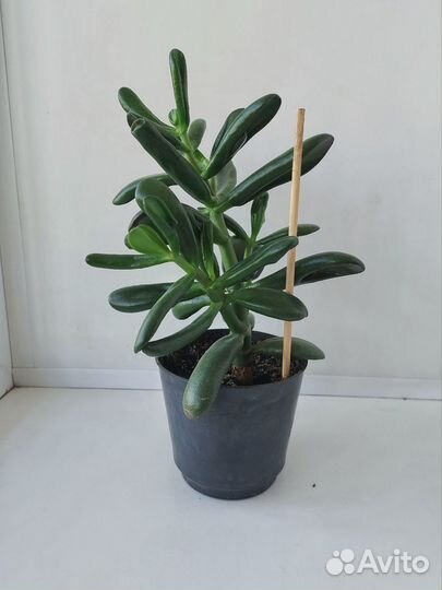 Толстянка хоббит