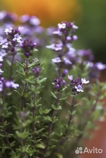 Тимьян (чабрец) обыкновенный