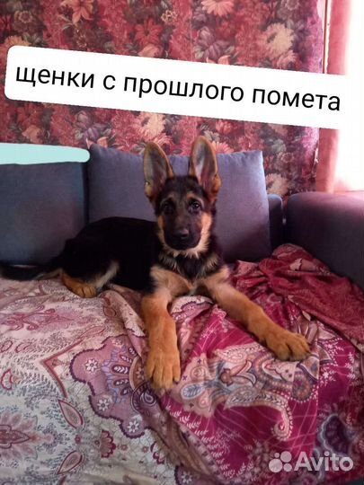 Кобель для вязки