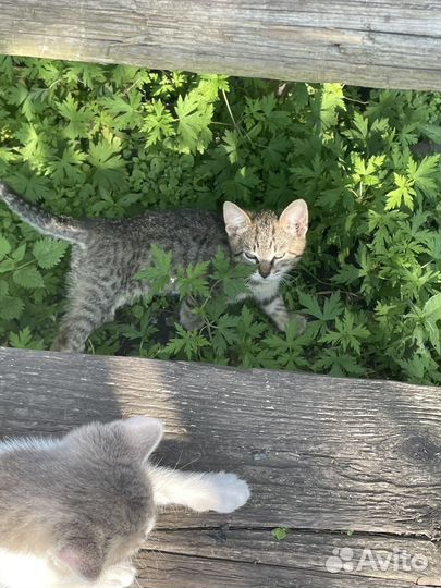 Котята 2.5 месяца в добрые руки