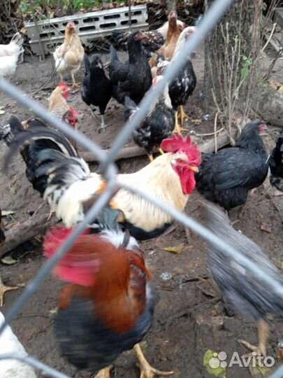 Молодые петухи