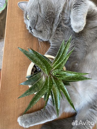 Кактусы и суккуленты