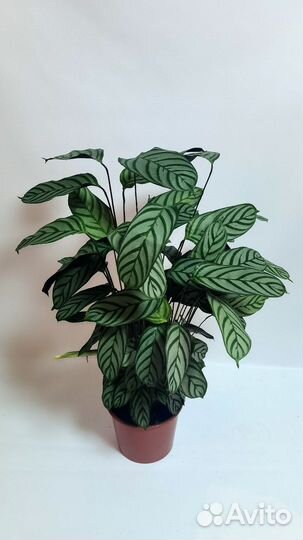 Ктенанта щетинистая Компакт Стар, Оппенгейма