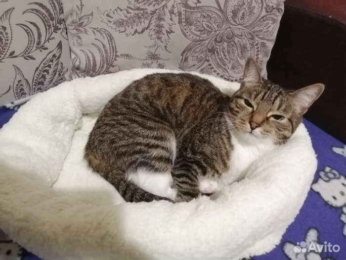 Лежанка для животных