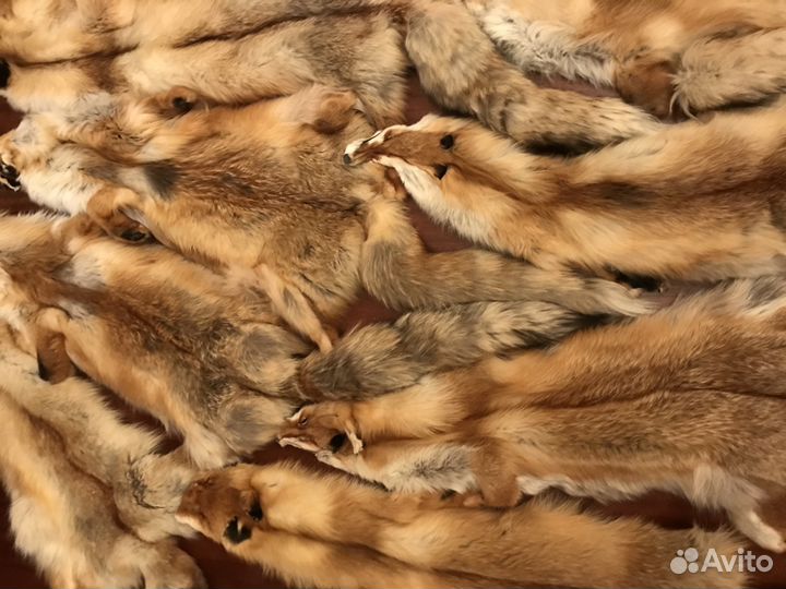 Шкуры лисы