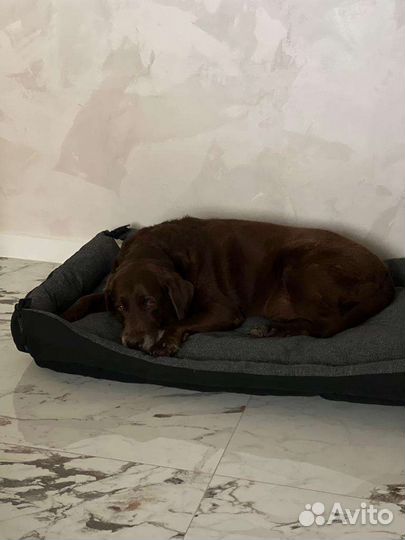 Лежанка для животных