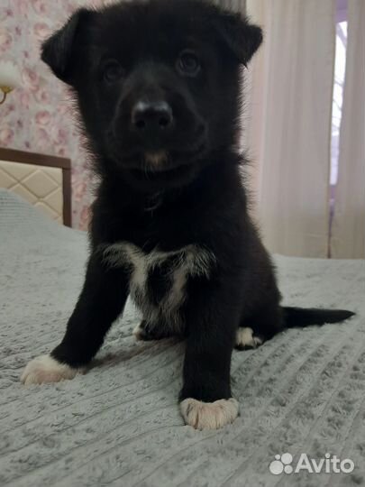 Щенки метисы немецкой овчарки