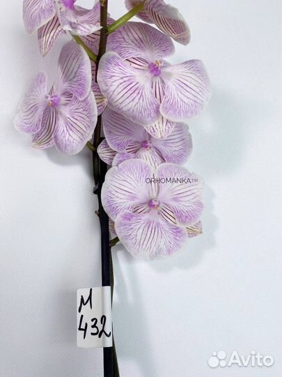 Орхидея фаленопсис биг лип