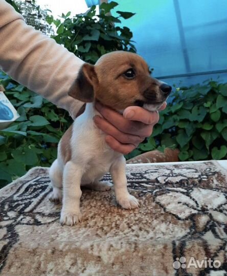 Щенки Джек рассел терьер