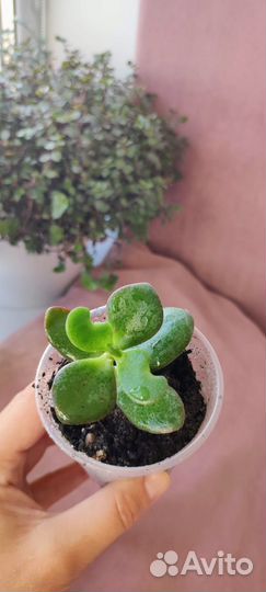 Толстянка денежное дерево