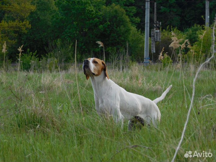 Продам собак породы Английский пойнтер