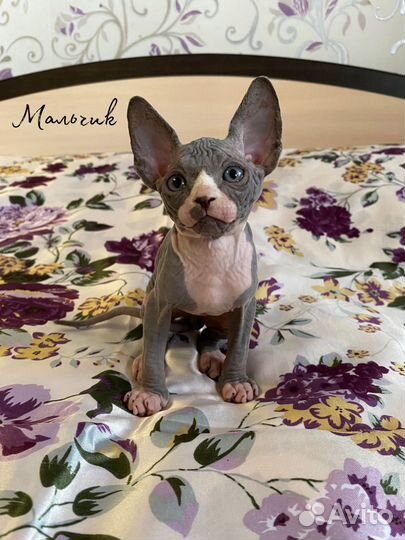 Канадский сфинкс