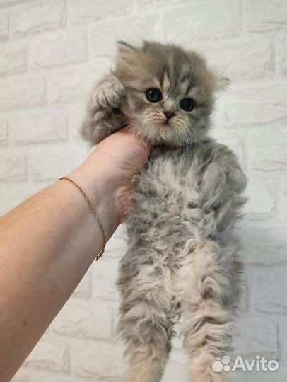 Котята девочки шотландские