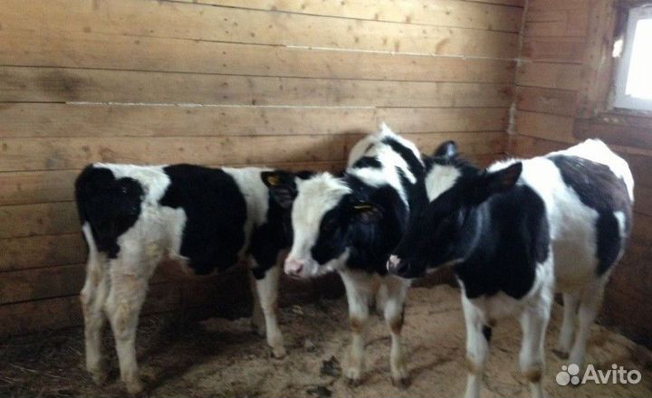 Быки телята