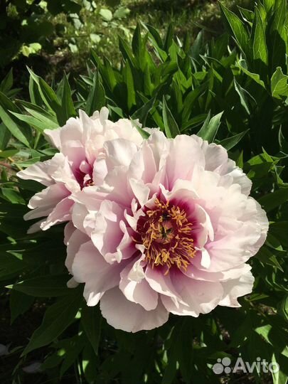 Пион кора луиза