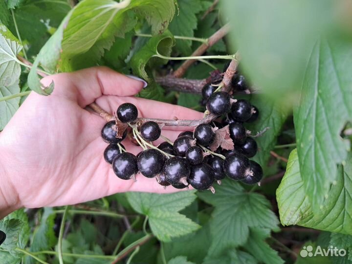 Черная смородина свежая