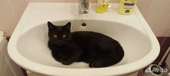 Отдам кота 8 месяцев