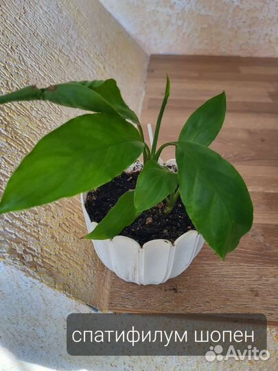Спатифиллум Шопен
