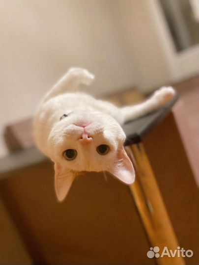 Кот в добрые руки