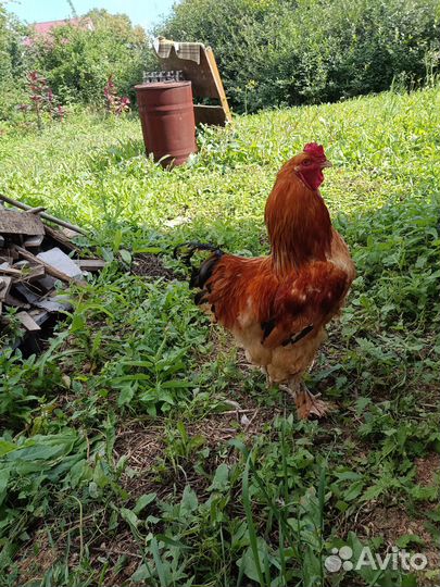 Петухи породистые