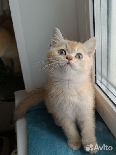 Шотландские котята мальчики шоколадное золото