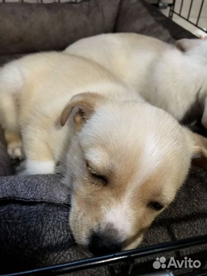 Отдам в добрые руки