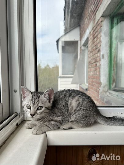Котёнок девочка ищет дом