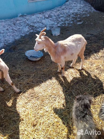 Продам дойных коз