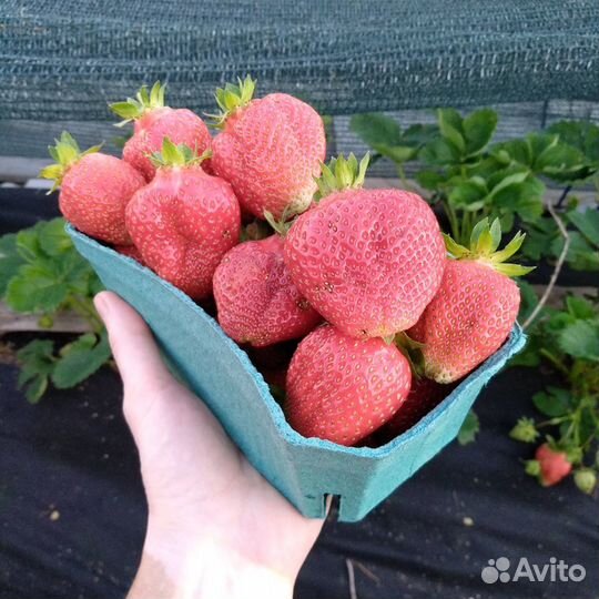Клубника