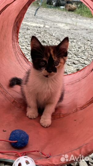 Котята в добрые руки приучены к лотку