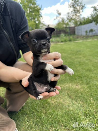 Щенки чихуахуа мини гладкошерстные