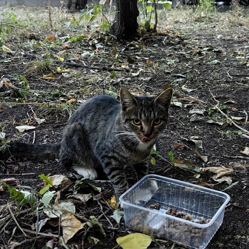 Котенок тигренок ищет дом до холодов